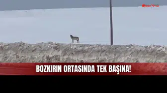 Sivas Bozkırında Tek Başına Bir Kurt Görüldü!