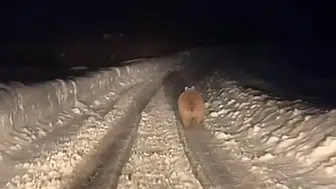 Sivas'ta Kış Uykusunda Olmayan Ayı Tedirginliği