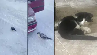 Sivas'ta Soğukta Titreyen Yavruya Uzanan El, Herkesi Duygulandırdı