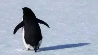 Nihilist Penguenin Hikayesi Nedir? Ölümüne Yürüyen Penguenin Sırrı Çözüldü!