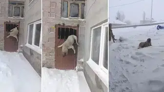 Sivas'ta Tipiden Kaçtı, Demir Kapıda Hayata Tutundu