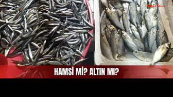 Sivas’ta Balık Fiyatları Cep Yakıyor! Hamsi 200 TL’ye Yükseldi