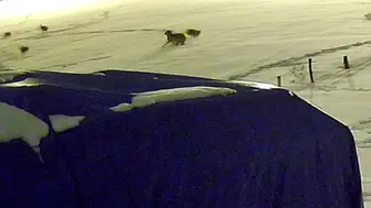 Sivas’ta aç kalan 6 kurt, çiftlik köpeğini saniyeler içinde parçaladı