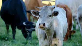 Sivas’taki Besiciler İçin Yeni Dönem! Sivas’ta Kimler İlave Ödeme Almaya Hak Kazanacak?