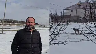 Sivas'ta Sert Kışın Acı Yüzü! Acıkan Kurt Yerleşim Yerine İndi!