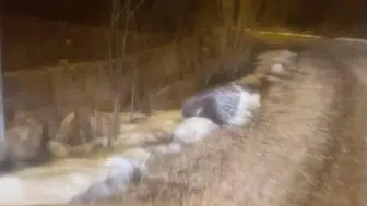 Nadir görülen Hint oklu kirpisi bu kez Sivas'ta!