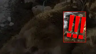 Sivas'ta Ahır Hayvanların Üzerine Çöktü! Birçok Hayvan Telef Oldu!