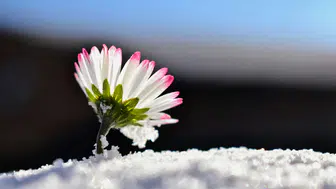 Geri Sayım Başladı! İlk Cemre Ne Zaman Düşecek? Doğadaki Büyük Değişim!