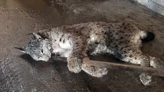 Sivas'ta Anadolu’nun Nadir Yırtıcısı Yaralı Bulundu