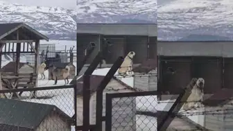 Erzincan'daki 4.9 Şiddetinde Deprem Öncesi, Sivas'taki Kangallar Böyle Tepki Verdi!