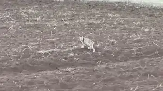 Sivas’ta sürücünün kaydettiği yavru vaşak gündem oldu