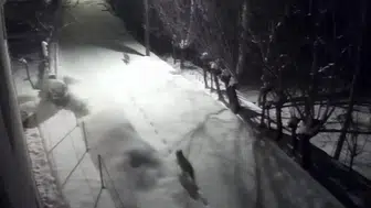 Sivas’ta kurtlar şehir merkezine indi, mahallede korku arttı