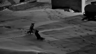 Sivas'ın O Köyünde Tilkiler Birbirine Girdi