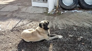 Sokak köpekleri tedirgin ediyor