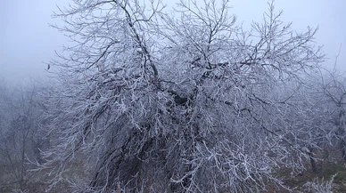 Kırağı ağaçları ve bitkileri beyaza bürüdü