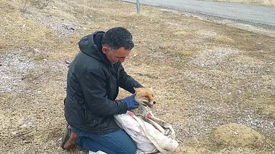 Kurnaz tilki bu kez yakayı ele verdi