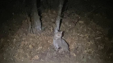 Nesli tükenme tehlikesi altında olan yaban kedisi görüntülendi