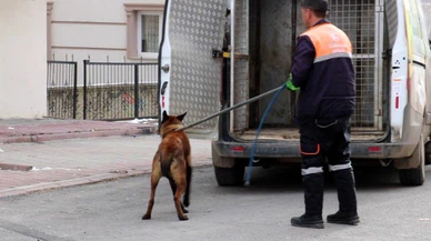 Tasmalı köpek dehşet saçtı, 2'si çocuk 4 kişiyi yaraladı