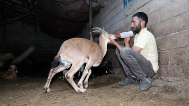 Yaralı yaban keçisine şefkat eli