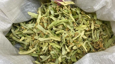 Ihlamurun kilosu 600 TL