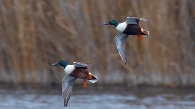 'Kuş Cenneti' Hürmetçi Sazlığı'nda 25 bin su kuşu sayıldı