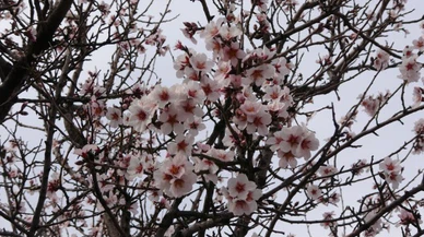 Şubat ayında ağaçlar çiçek açtı, üreticileri don endişesi sardı