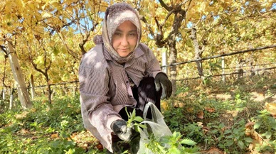 Vitamin ve mineral deposu bu bitkide