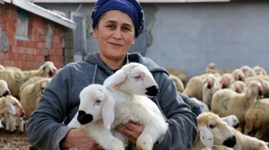 Erzincan'da koyun ve kuzuların coşkulu buluşması