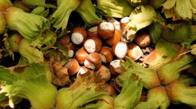 Fındık firmaların insafına bırakılmayacak