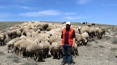 Havalar ısındı, koyunlar meraya çıkmaya başladı