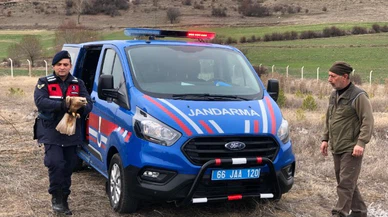 Jandarmanın bulduğu yaralı kızıl şahin tedaviye alındı