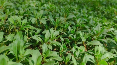 Madımak toplarken kaybolan 90 yaşındaki adam kayboldu