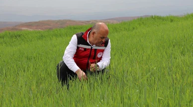 Müdür Yıldız'dan tarım arazilerinde incelemede