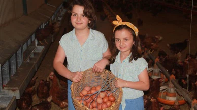 Ordu'da yumurta üretimi yıllık 40 milyonu aştı