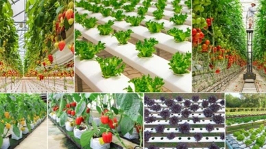 Sera ürünlerinde fiyatlar düşüyor