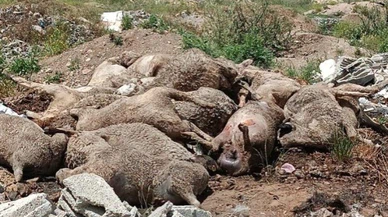 Başıboş köpek dehşeti, hayvanlar telef!