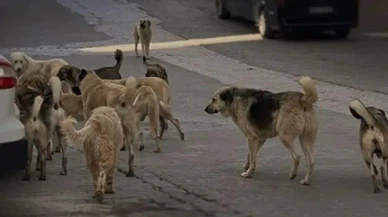 Başıboş köpek düzenlemesi geliyor