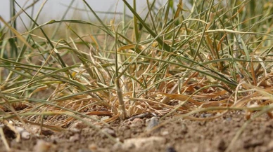 Bozkır'da “sarı pas” hastalığı alarmı
