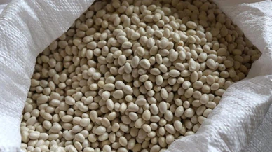 Bu fasulye markalaşacak