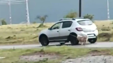 Köpeği otomobilde sürükledi