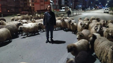 Sürüler yaylalara çıkmaya başladı