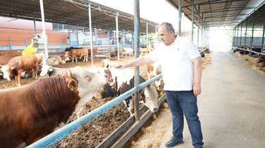 Türkiye'de hayvancıların yüzde 95'i ruhsatsız