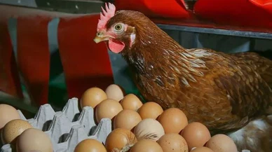 Yumurta mı tavuktan, tavuk mu yumurtadan daha pahalı?