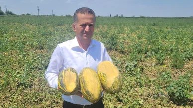 Aşırı sıcaklar meyveleri yaktı