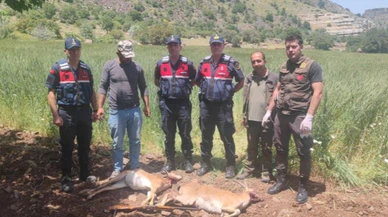 Bu av pahalıya maloldu!