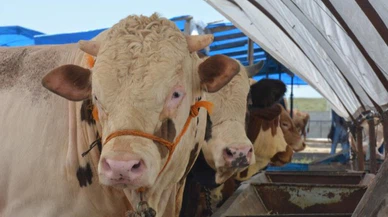 Sivas'ta kurban çadırları kurulmaya başladı