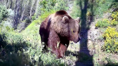 Sivas'ta ayıya değil, fotokapana yakalandılar