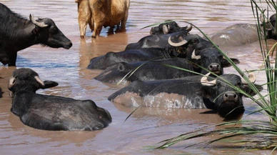 Sivas'ta mandalar suya yuva yaptı