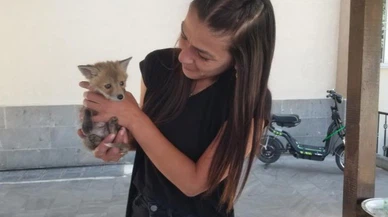 Tilki yavrusu emin ellerde