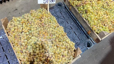 Sivas'a kazova üzümü geldiyse şimdi üzüm zamanı